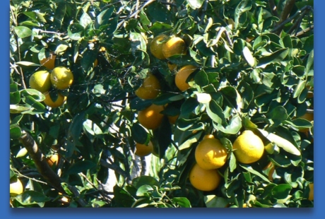 Fresh Fruit