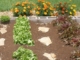 Vegetable Garden